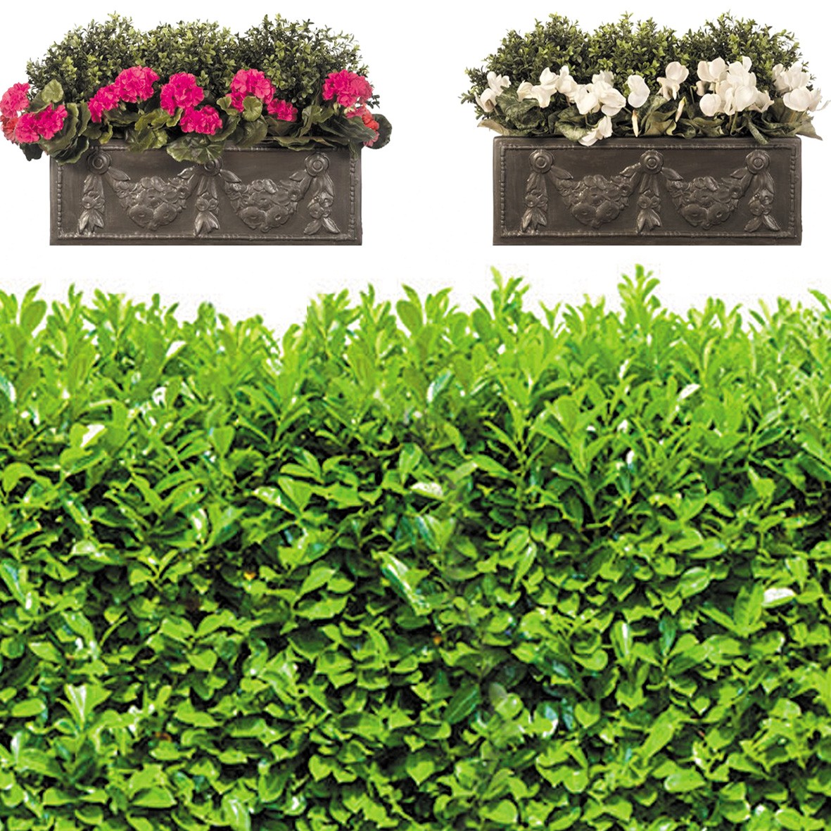 174. Hedge & Window Boxes