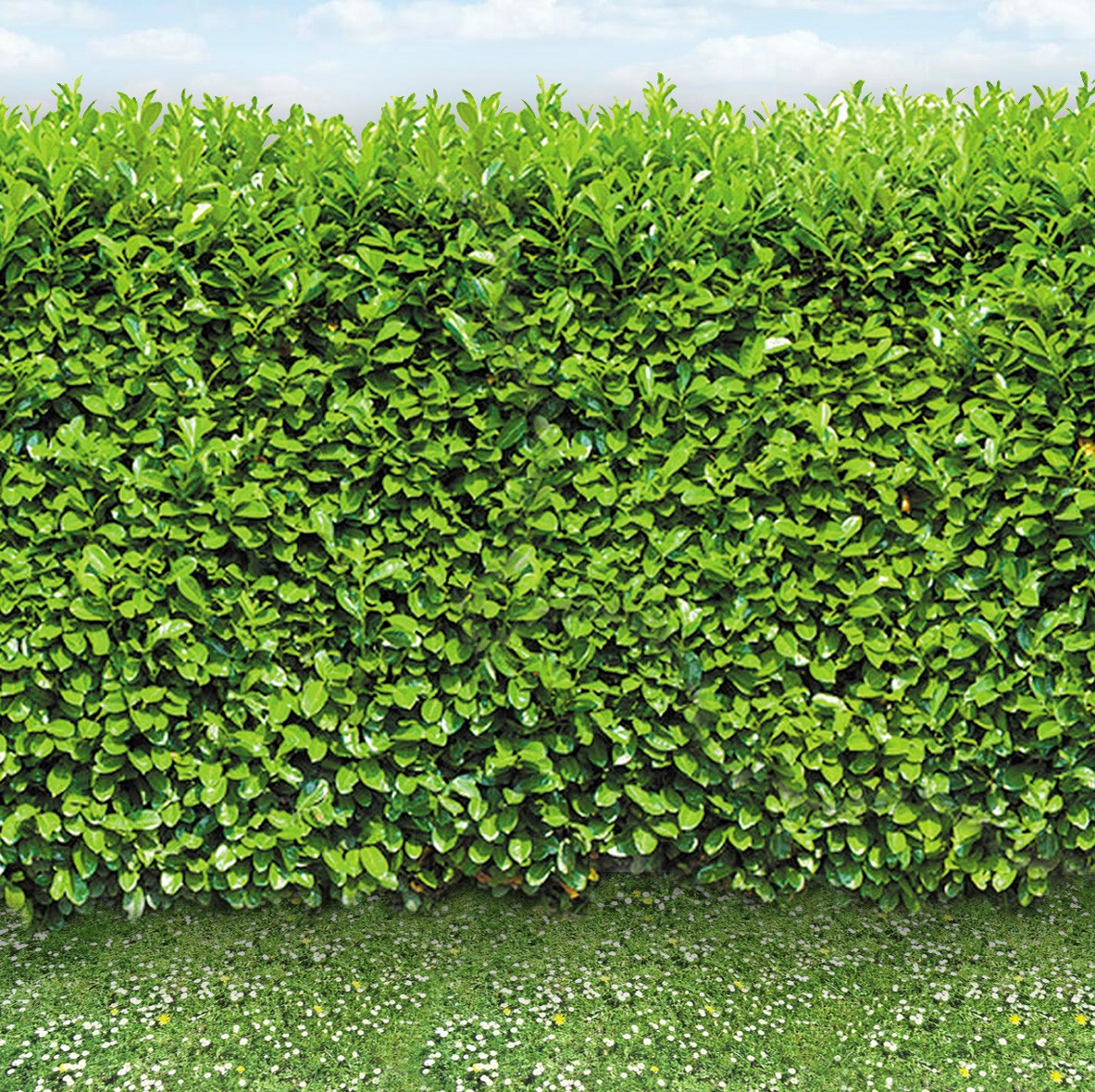 174. Hedge & Window Boxes