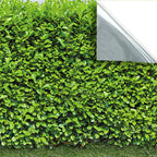 174. Hedge & Window Boxes