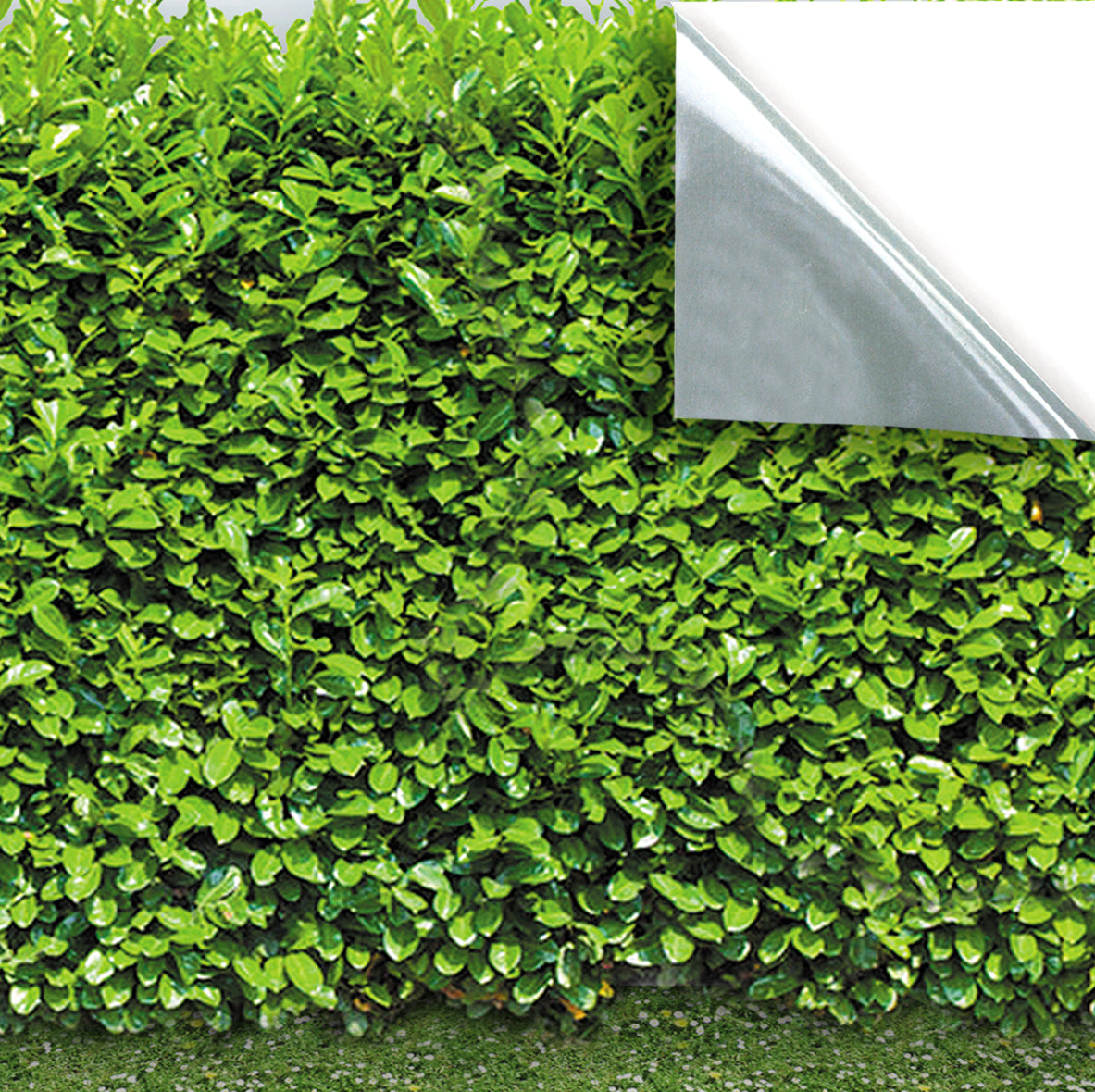 174. Hedge & Window Boxes
