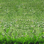 71. Grass