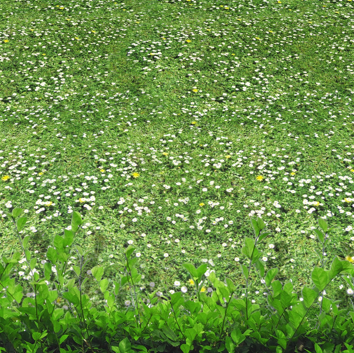 71. Grass